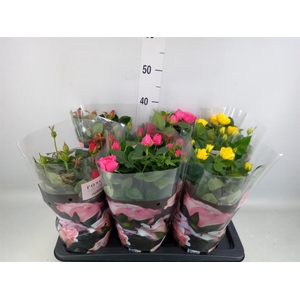 Rosa  'Palace'   ...mix 3
