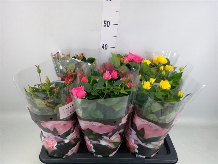<h4>Rosa 'Palace' ...mix 3</h4>