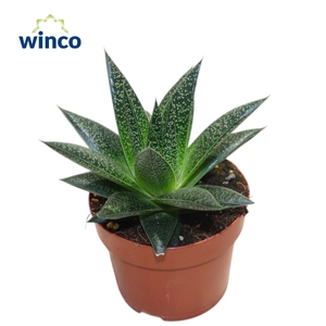 ALOE OV
