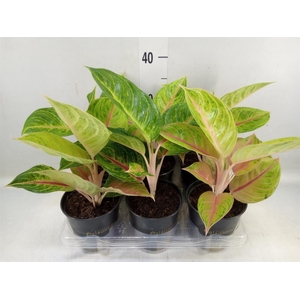 Aglaonema   ...