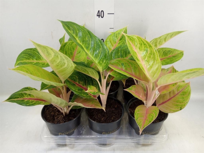 <h4>Aglaonema   ...</h4>