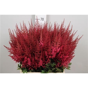 Astilbe arendsii 'Paul Gaarder'