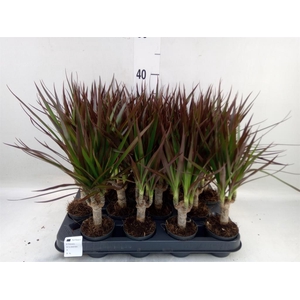 Dracaena marg. 'Magenta'