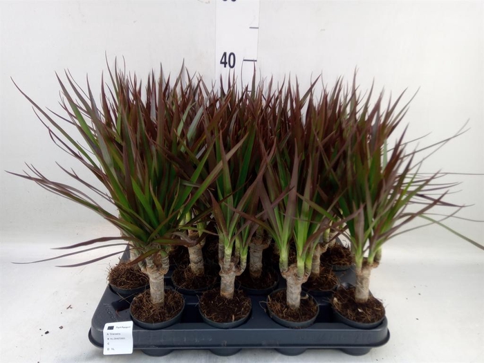 <h4>Dracaena marg. 'Magenta'</h4>