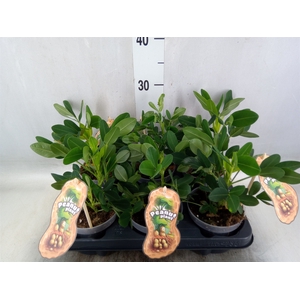 Arachis hypogaea