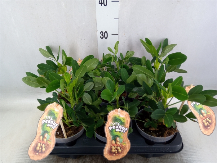 <h4>Arachis hypogaea</h4>