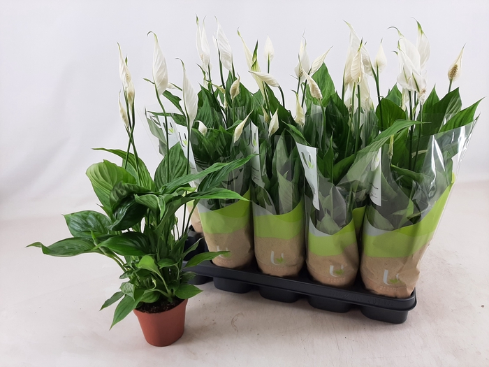<h4>SPATH TORELLI</h4>