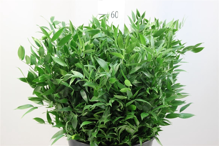<h4>Ruscus 400gr Italie</h4>