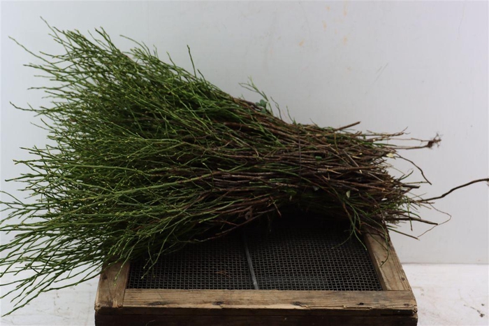 <h4>Vaccinium Per Pak</h4>