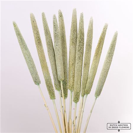 <h4>Dried Babala X5 10pc Mint Green Bunch</h4>