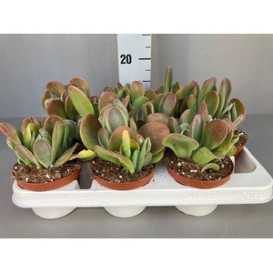 KALANCHOE OV