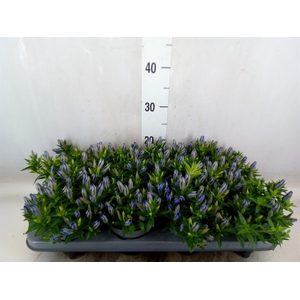 Gentiana  'Luis Blue'
