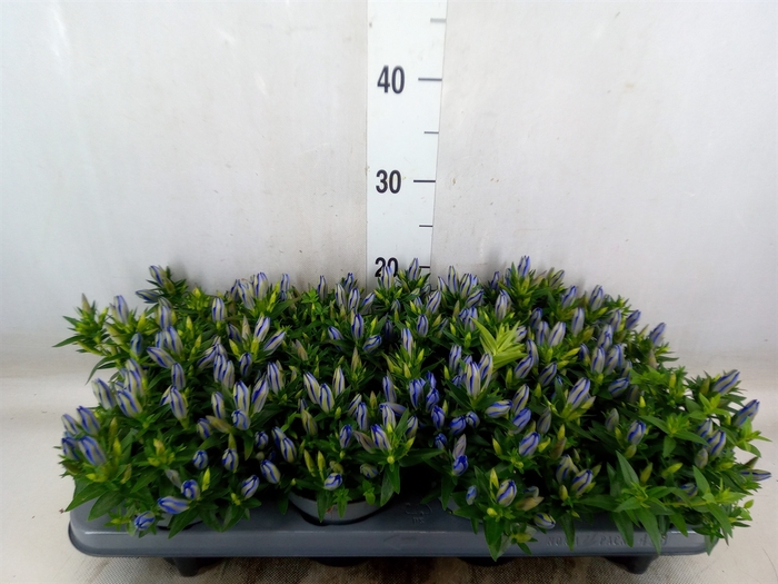 <h4>Gentiana  'Luis Blue'</h4>