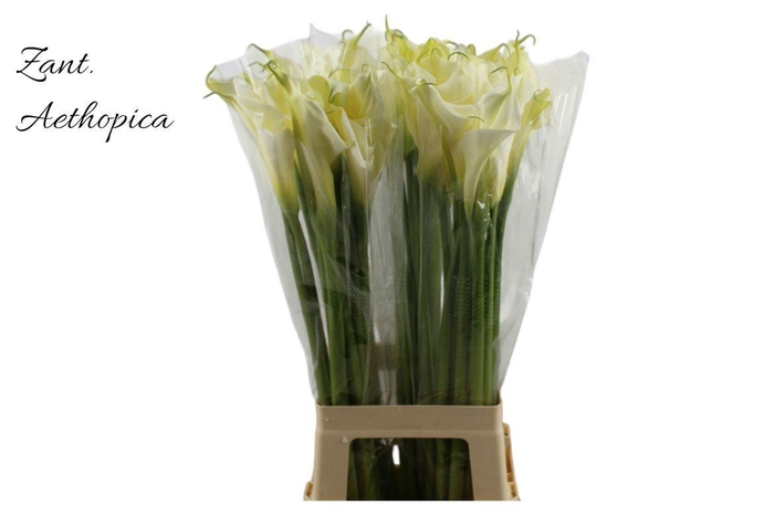 <h4>ZANT AETHIOPICA OV</h4>