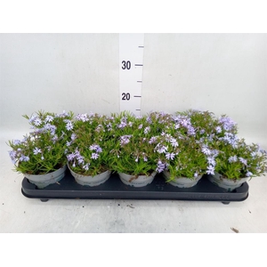 Phlox douglasii 'Pink Admiral'