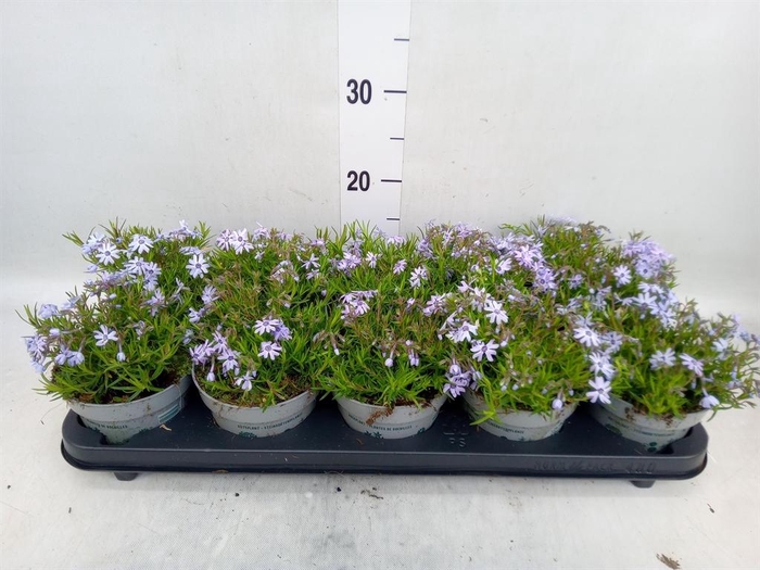 <h4>Phlox douglasii 'Pink Admiral'</h4>