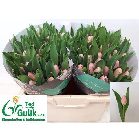 <h4>TU EN CHANTELLE</h4>