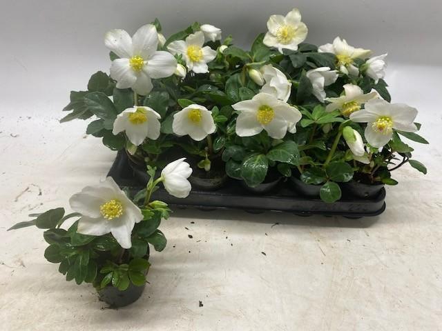 <h4>HELL NI LITTLE STAR</h4>