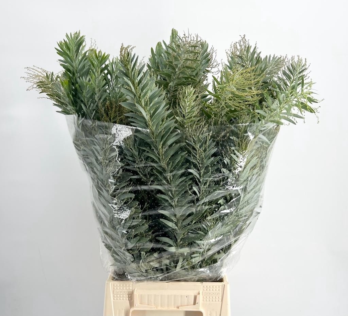 <h4>Acacia Luna D Argento</h4>