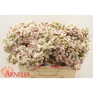 CHAMELAUCIUM 'MORNING DELIGHT'