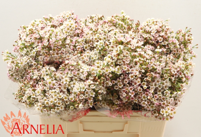 <h4>CHAMELAUCIUM 'MORNING DELIGHT'</h4>