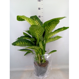 Dieffenbachia seg. 'Reeva'