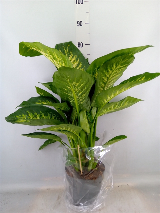 <h4>Dieffenbachia seg. 'Reeva'</h4>