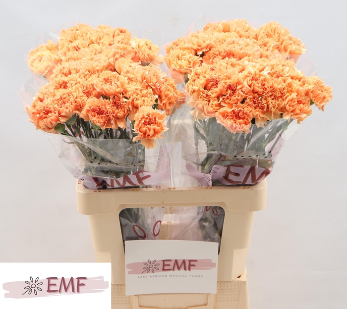 <h4>DI ST CARAMEL COWBOY</h4>