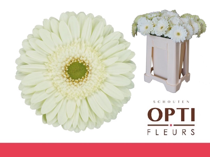 <h4>GE GR MINT-Water</h4>