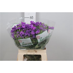 Phlox P Van Gogh