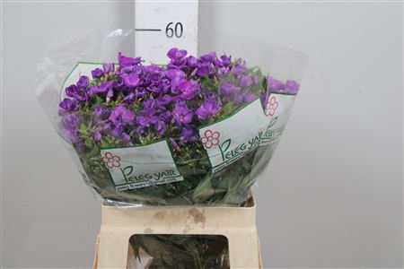 <h4>Phlox P Van Gogh</h4>