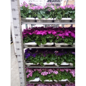 Pericallis cr. 'Mandala'   ...mix