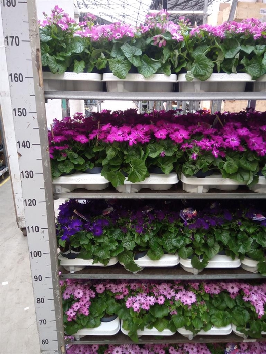 <h4>Pericallis cr. 'Mandala'   ...mix</h4>