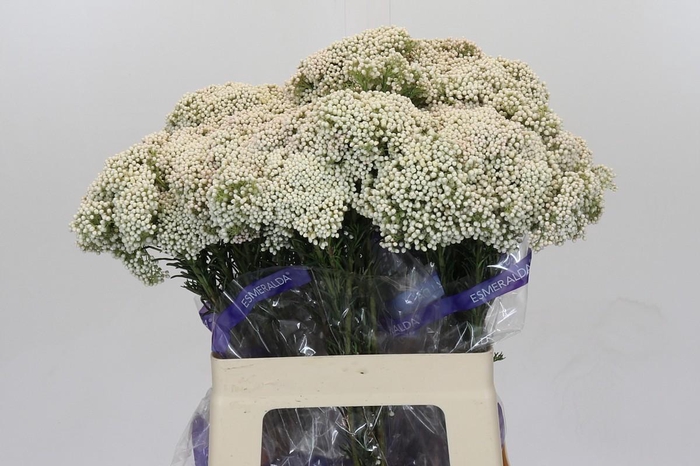 Ozothamnus Cooks Snow White