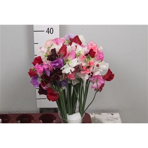 Lathyr Parfum Gem Bs