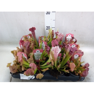 Sarracenia   ...