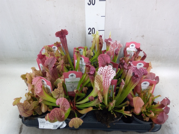 <h4>Sarracenia   ...</h4>