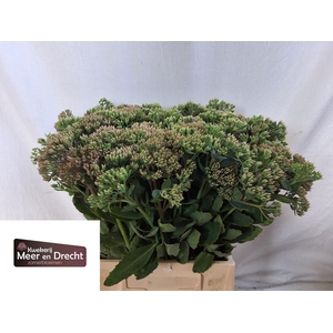 SEDUM SP CARL