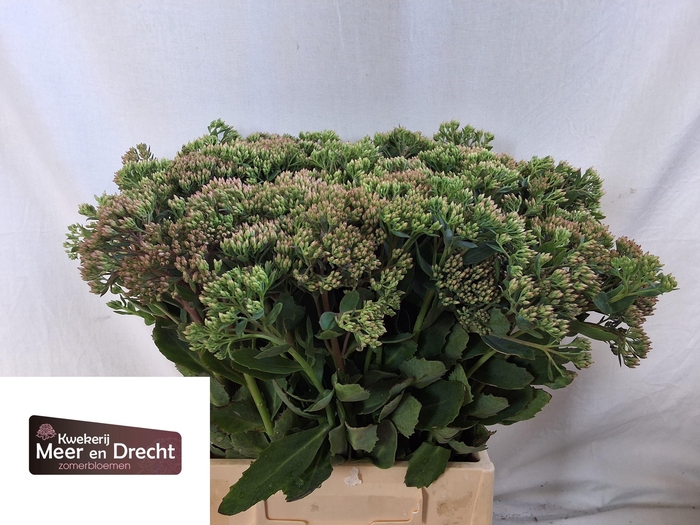 <h4>SEDUM SP CARL</h4>