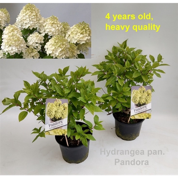Hydrangea paniculata 'Pandora' 19cm