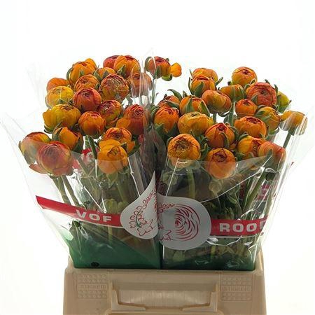 <h4>Ran Aazur Orange</h4>