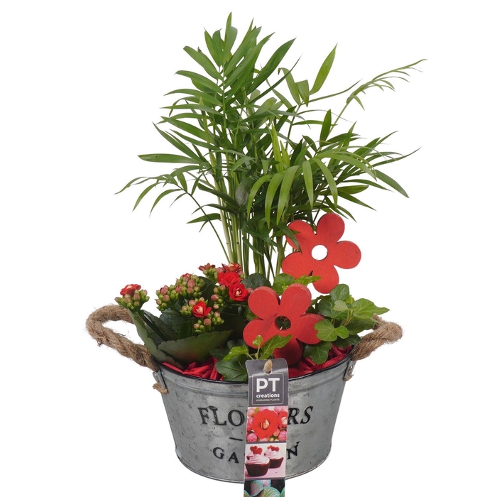 <h4>Arr.   Planten L%</h4>