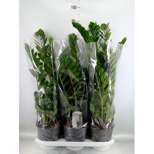 Zamioculcas zamiifolia