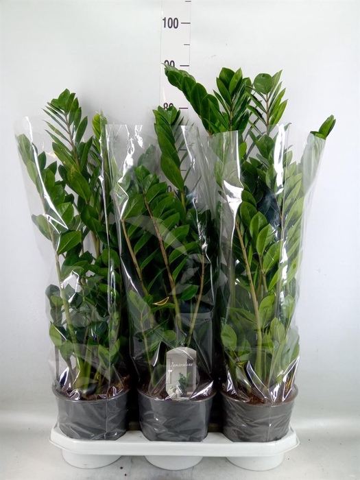 <h4>Zamioculcas zamiifolia</h4>