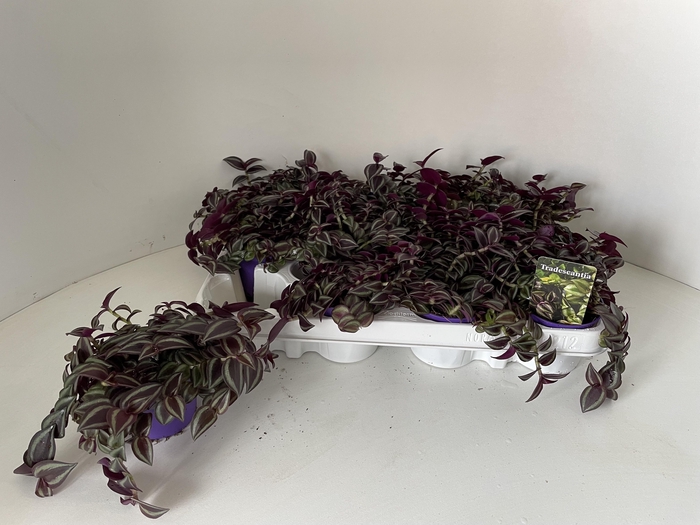 <h4>TRAD ZE PURPUSII</h4>