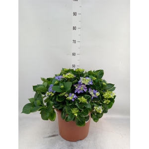 Hydrangea mac. 'Early'