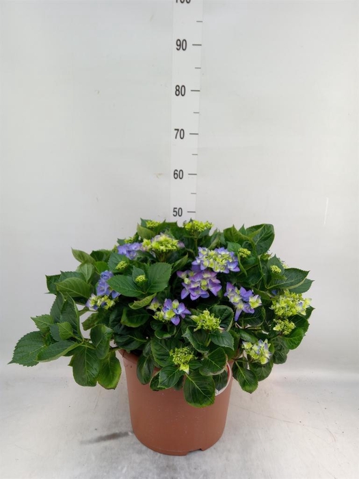 <h4>Hydrangea mac. 'Early'</h4>