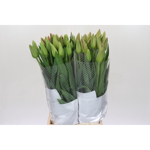 Tulipa (frans) En La Romaine