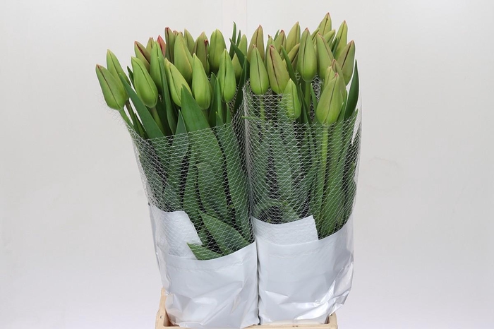 <h4>Tulipa (frans) En La Romaine</h4>