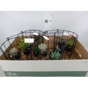 Arr.  Succulents L%